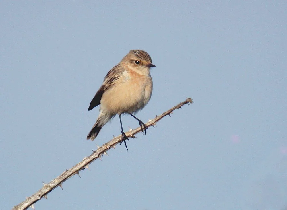 Siberian Stonechat Plein 26Sep09 e ps.jpg