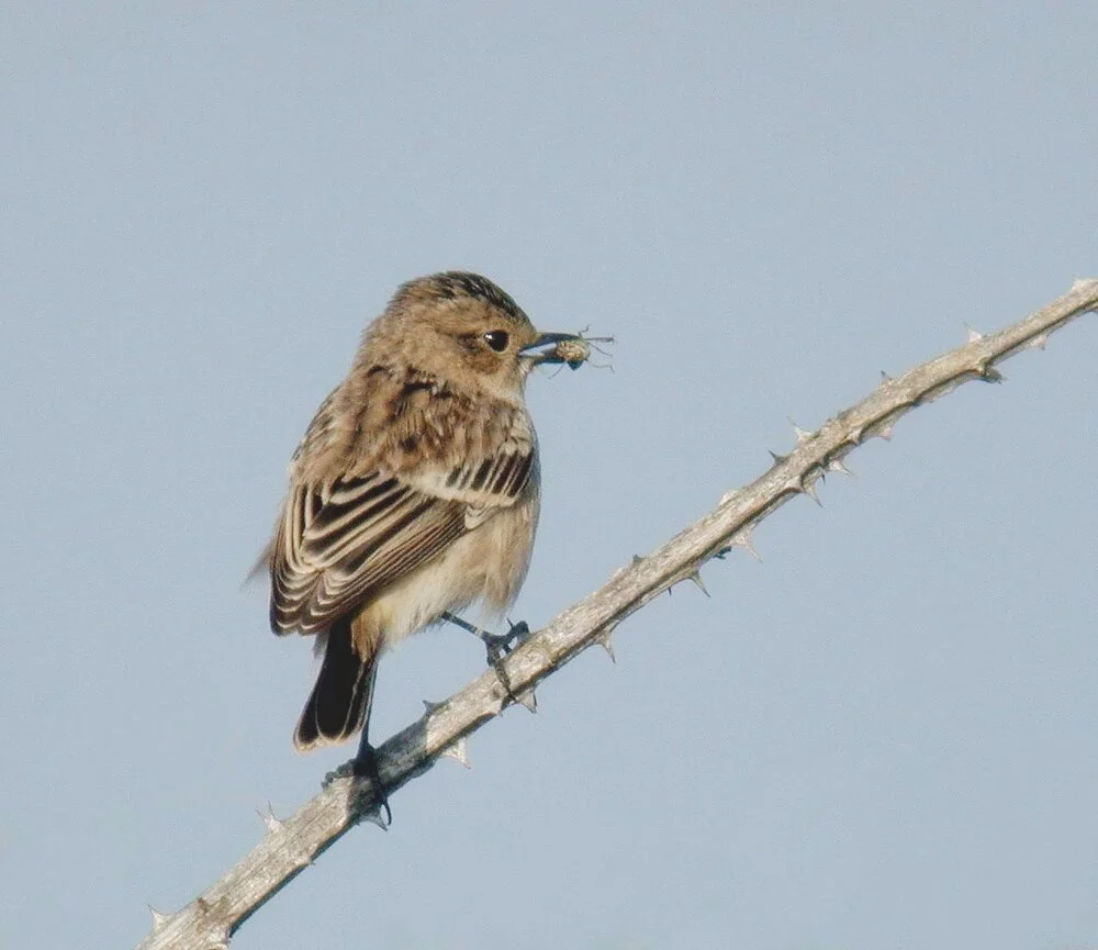 Siberian Stonechat Plein 26Sep09 f ps.jpg