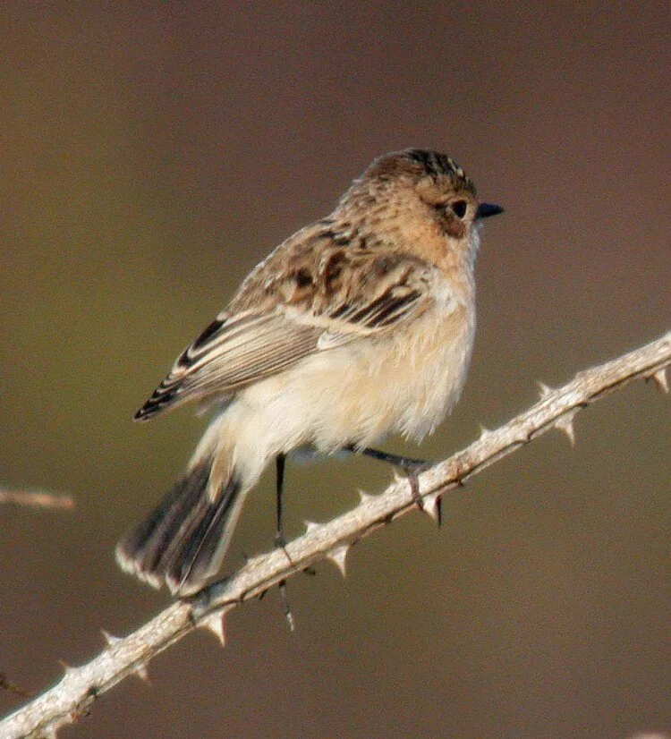 Siberian Stonechat Plein 26Sep09 g.JPG