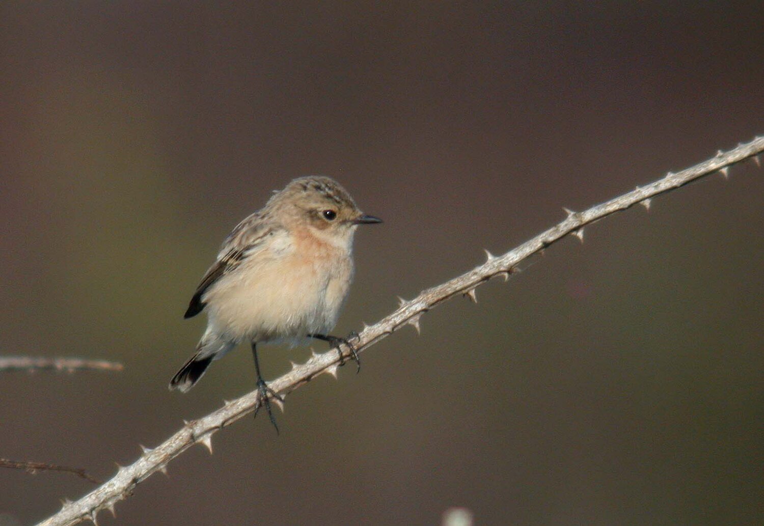 Siberian Stonechat Plein 26Sep09 h.JPG