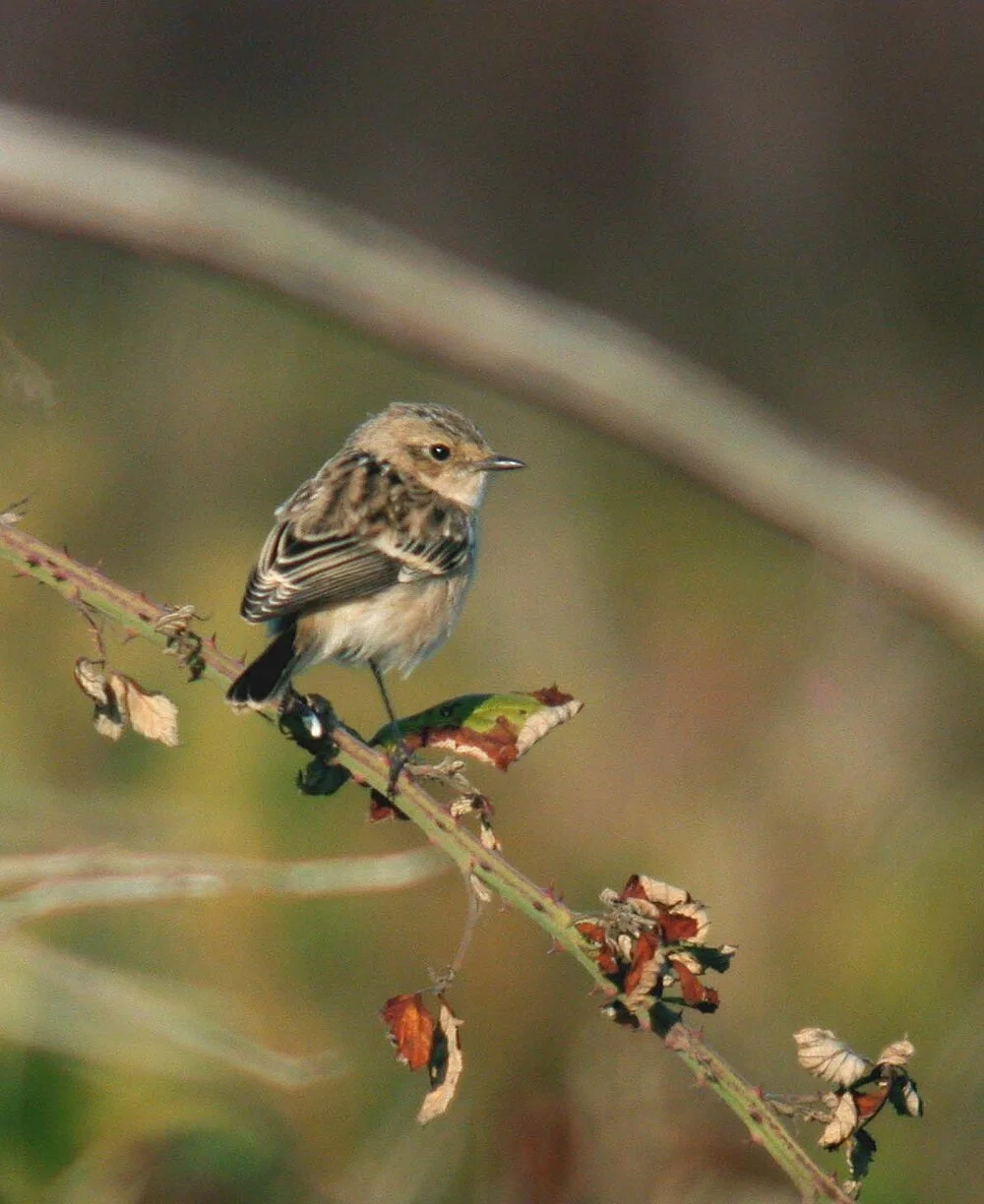 Siberian Stonechat Plein 26Sep09 j.JPG