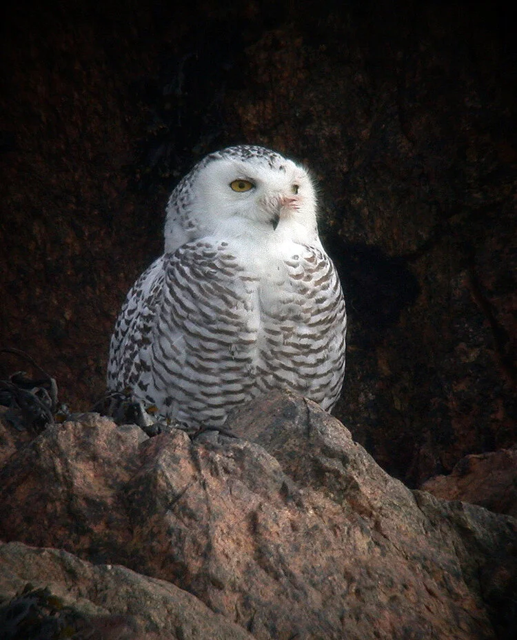 Snowy Owl Lihou 1Mar09 a cvshp.jpg