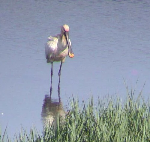Spoonbill VP 29Jun09 a.JPG