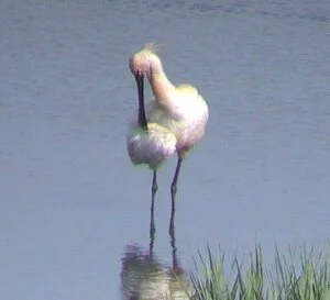 Spoonbill VP 29Jun09 b.JPG