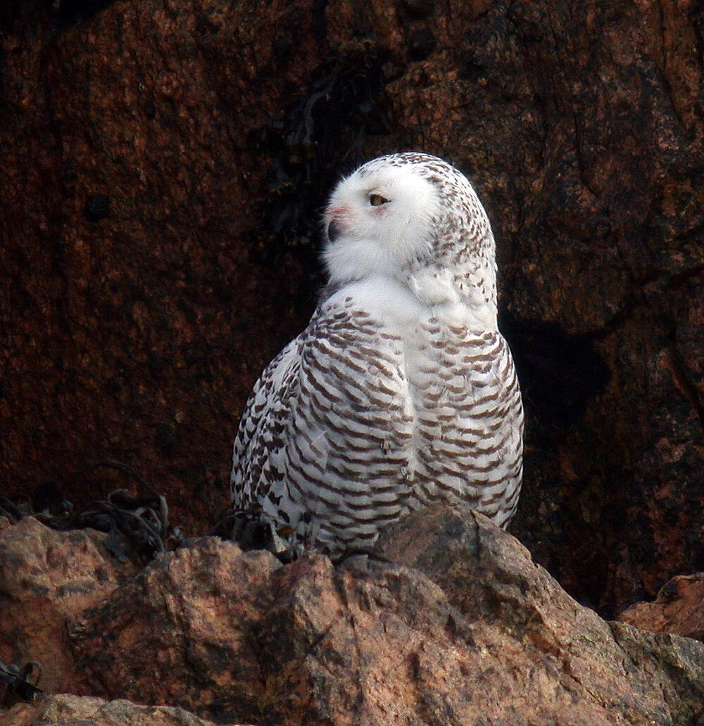 Snowy Owl Lihou 1Mar09 f cvshp.jpg