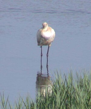 Spoonbill VP 29Jun09 c.JPG