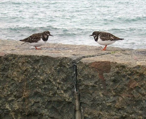 Turnstone StSampsonsHbr 24Dec09 a ps.jpg