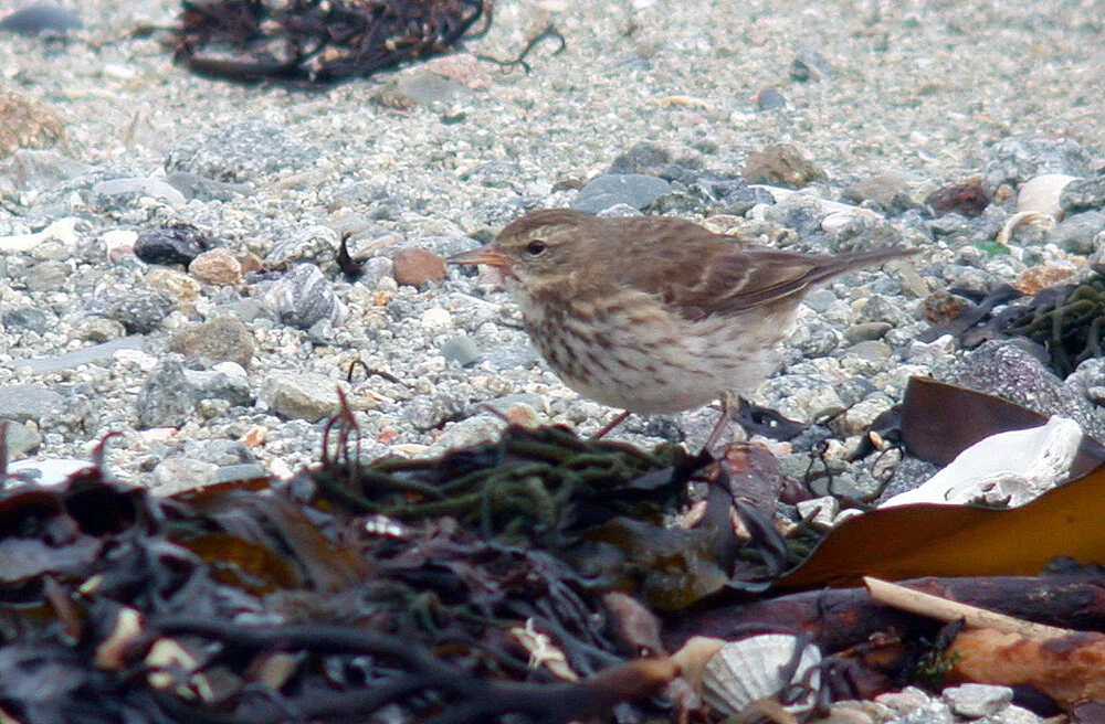 Water Pipit FLC 3Mar09.JPG