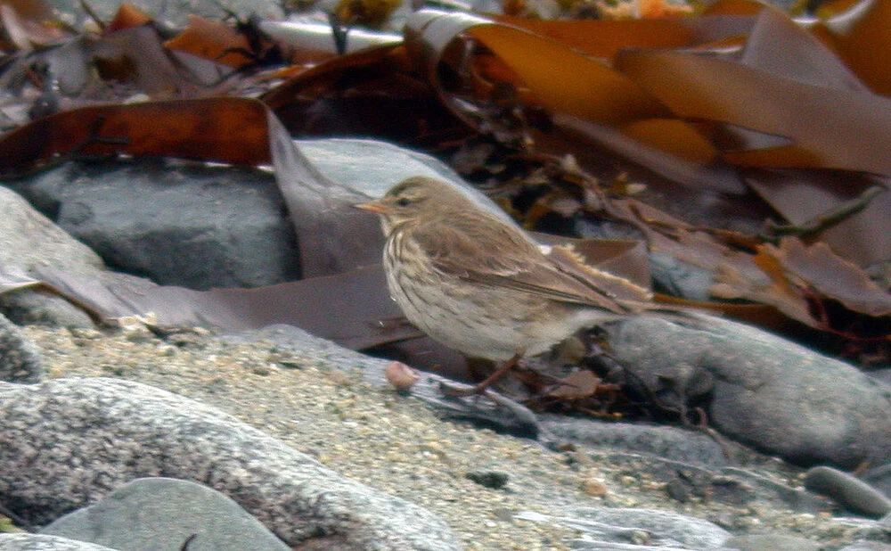 Water Pipit FLC 4Mar09.JPG