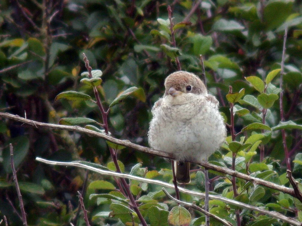 Woodchat Shrike Pleinmont 30Aug09 a.jpg