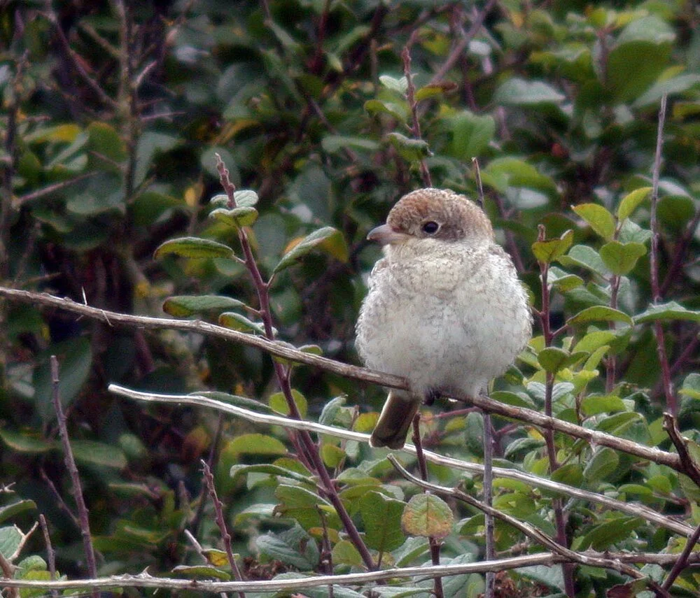 Woodchat Shrike Pleinmont 30Aug09 c.jpg