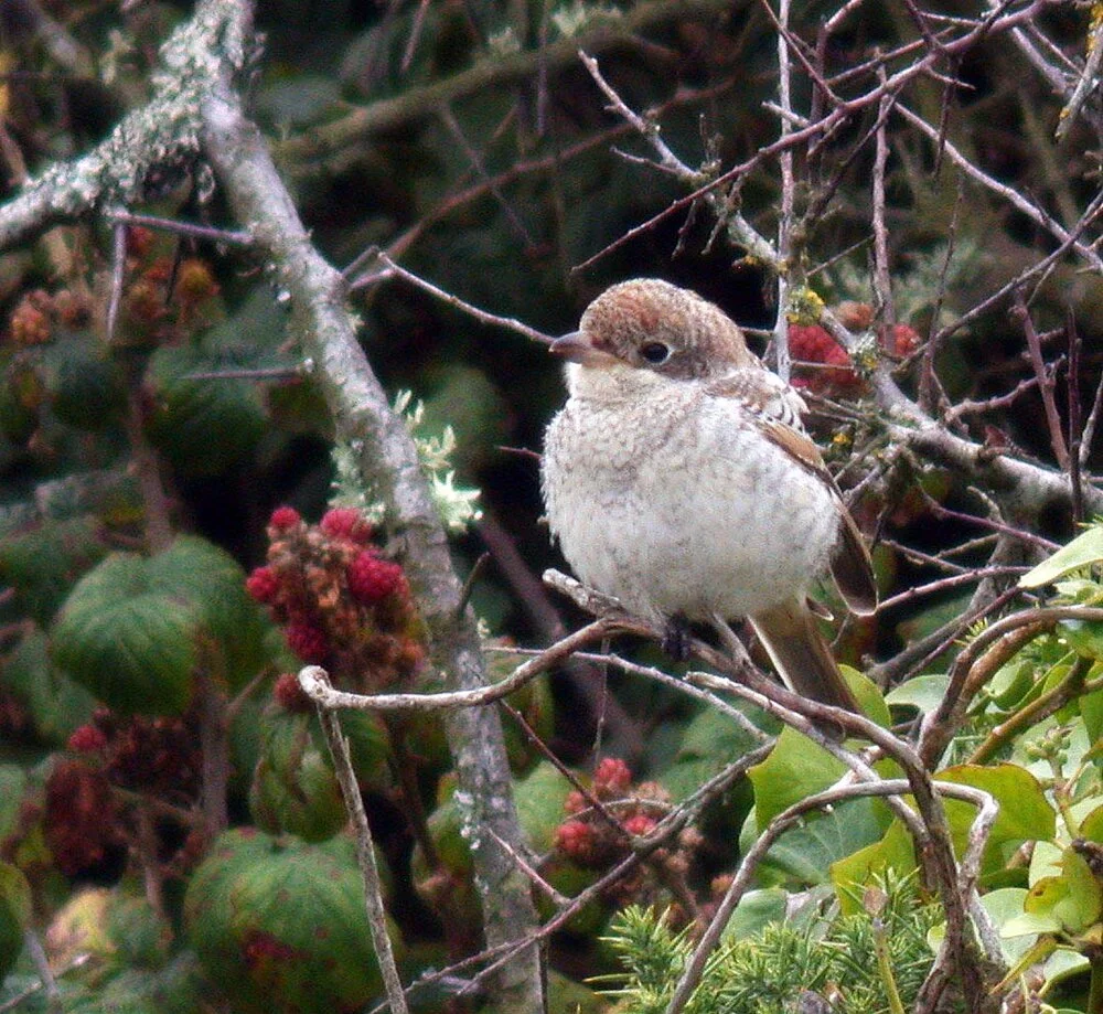 Woodchat Shrike Pleinmont 30Aug09 d.jpg