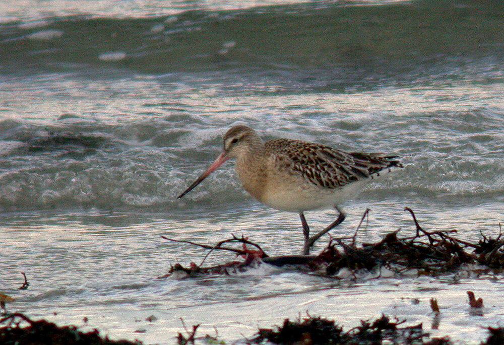 Bar-tailed Godwit Vazon 15Dec10.JPG