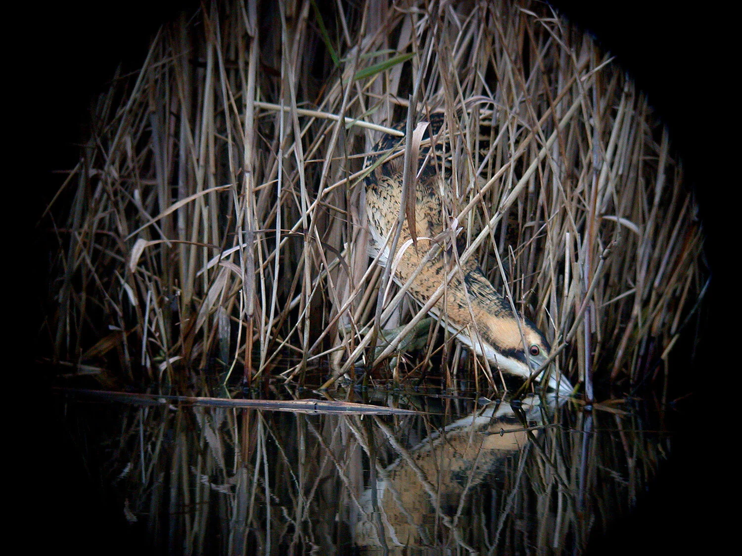 Bittern GPre 28Dec10 a.JPG