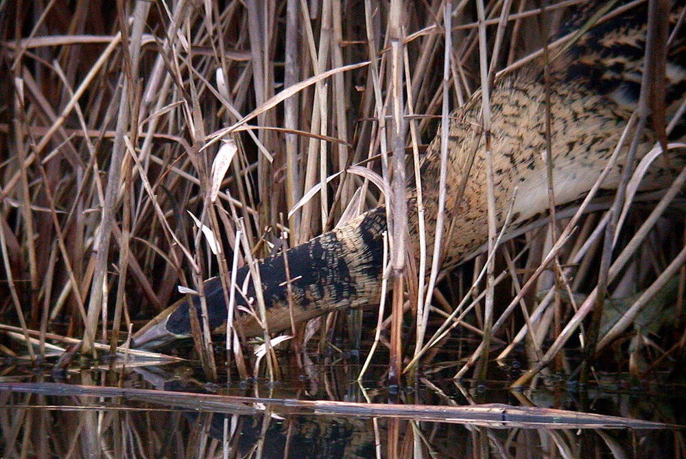 Bittern GPre 28Dec10 b.JPG