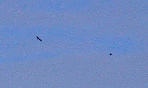 Black Stork STE 20Aug10 b.JPG