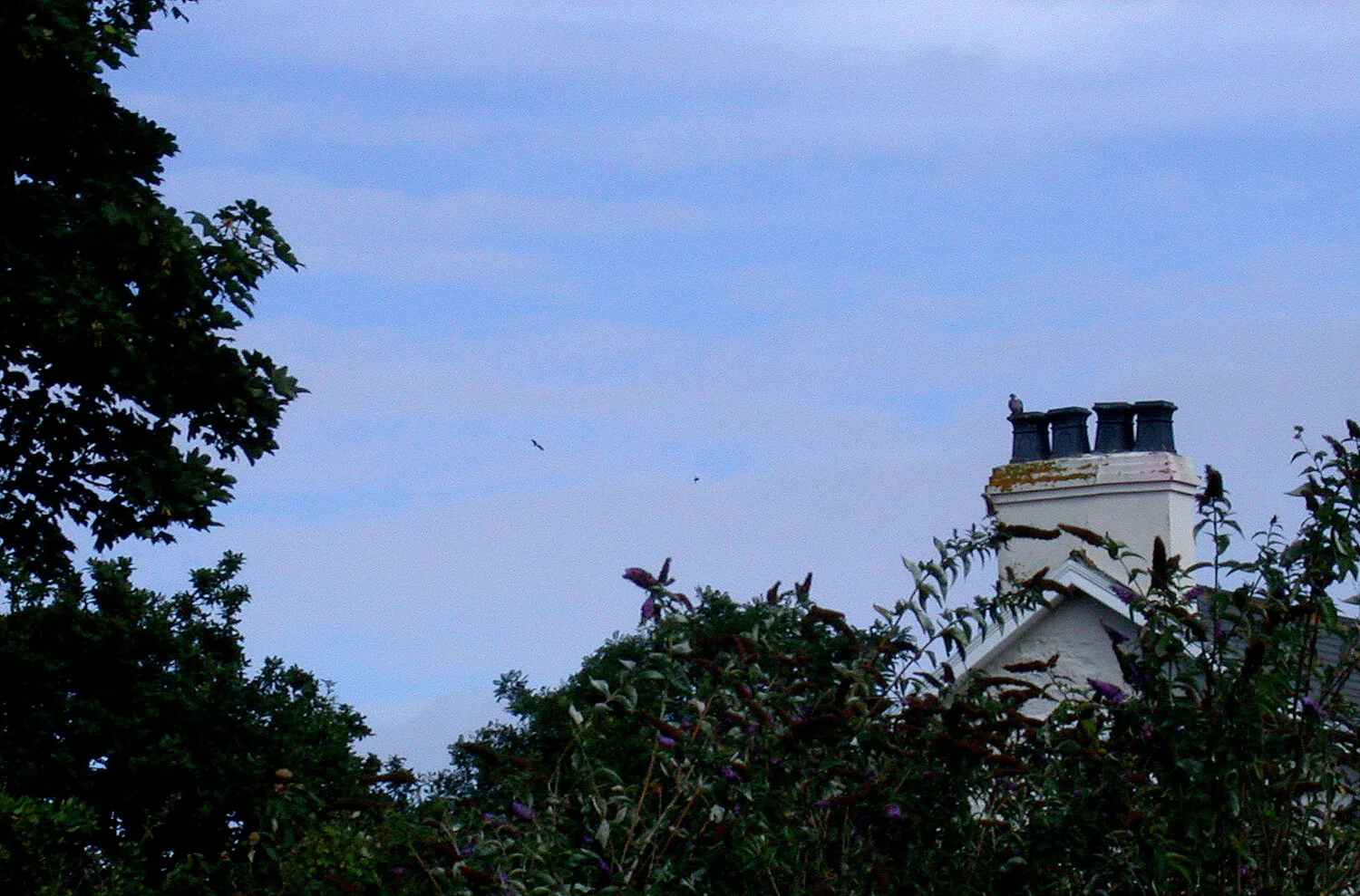 Black Stork STE 20Aug10 a.JPG