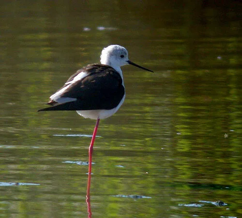 Black-winged Stilt CM 2Jun10 d ps.jpg