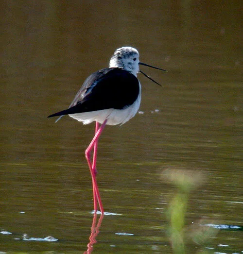 Black-winged Stilt CM 2Jun10 g ps.jpg