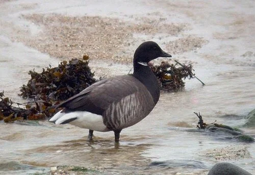 Brent%20Goose%20Rousse%2025Feb10%20a%20ps%20web.jpg