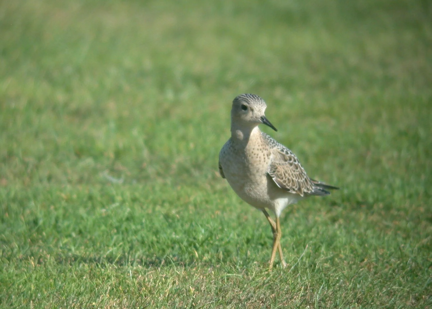 Buff-breasted Sandpiper L'Anc 12Sep10 b.JPG