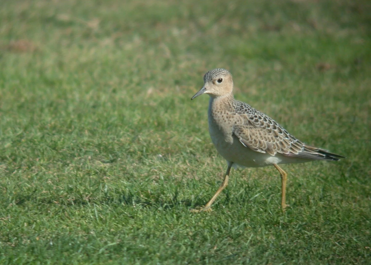 Buff-breasted Sandpiper L'Anc 12Sep10 c.JPG