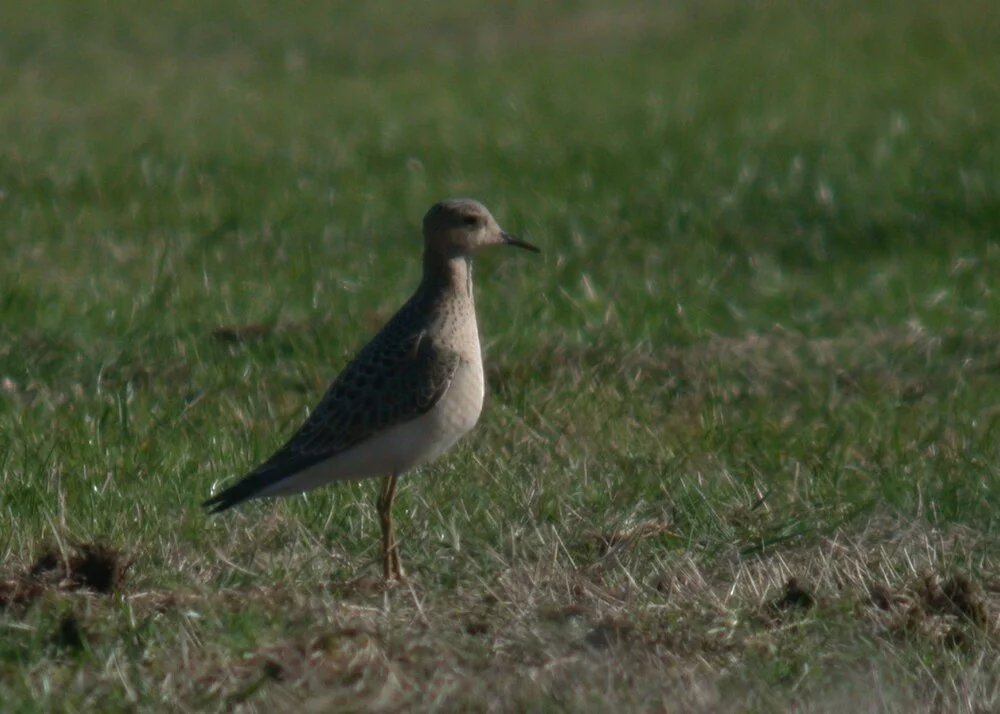 Buff-breasted Sandpiper L'Anc 12Sep10 d.JPG