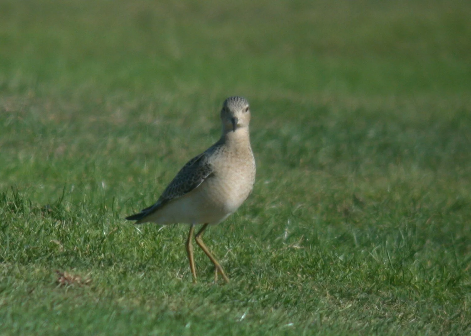 Buff-breasted Sandpiper L'Anc 12Sep10 e.JPG