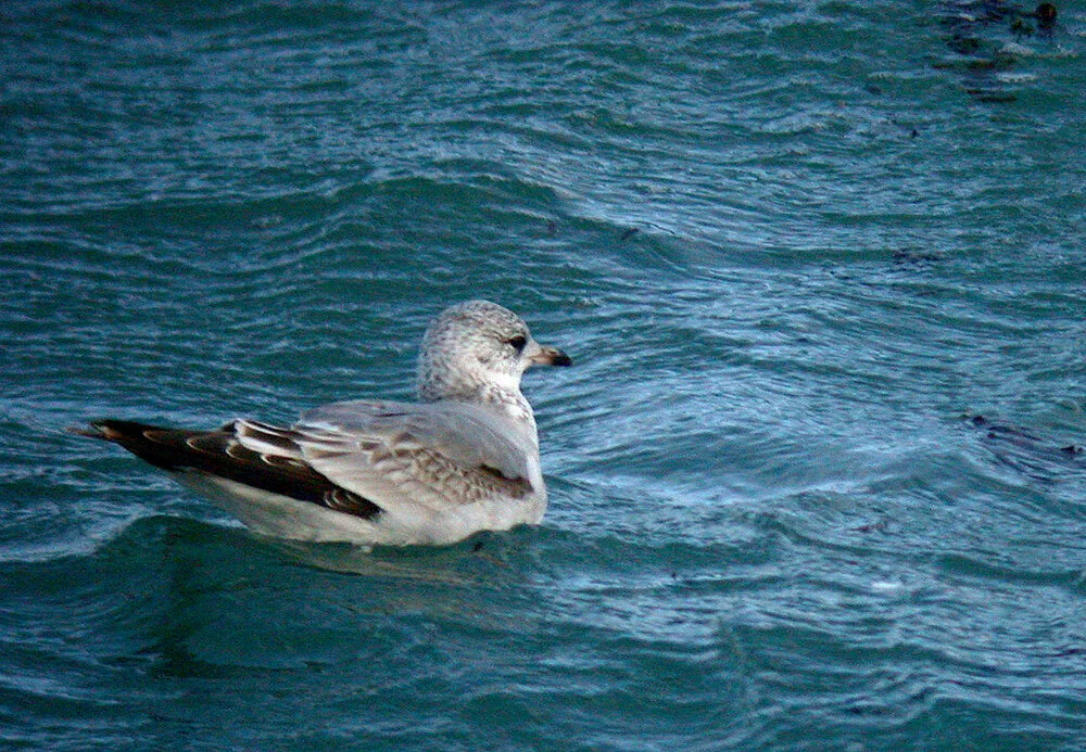 Common Gull Chouet 24Dec10 d.JPG