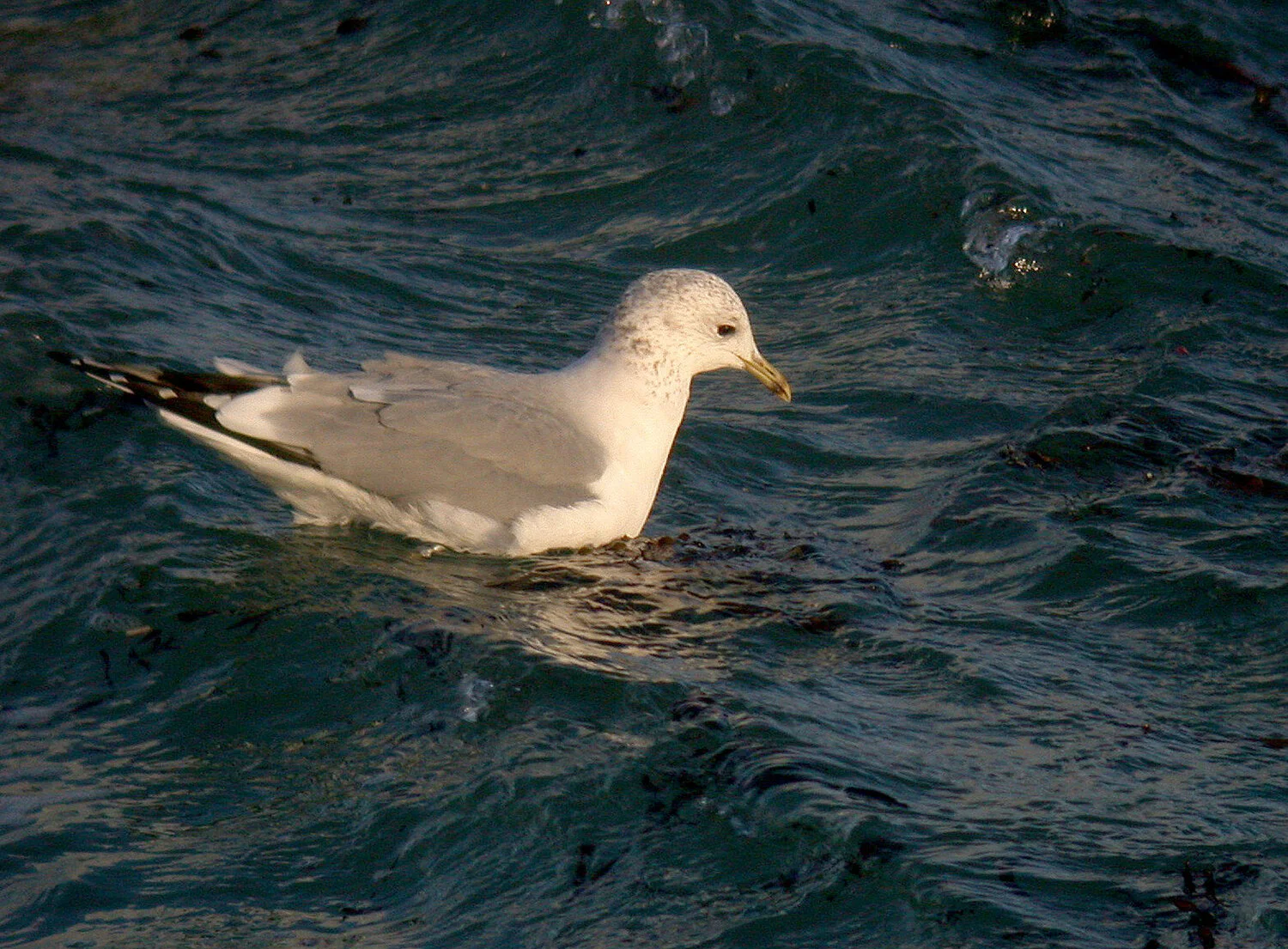 Common Gull Chouet 24Dec10 c.JPG