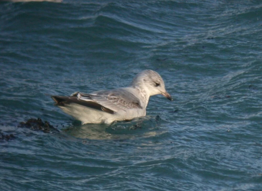 Common Gull Chouet 24Dec10 e.JPG