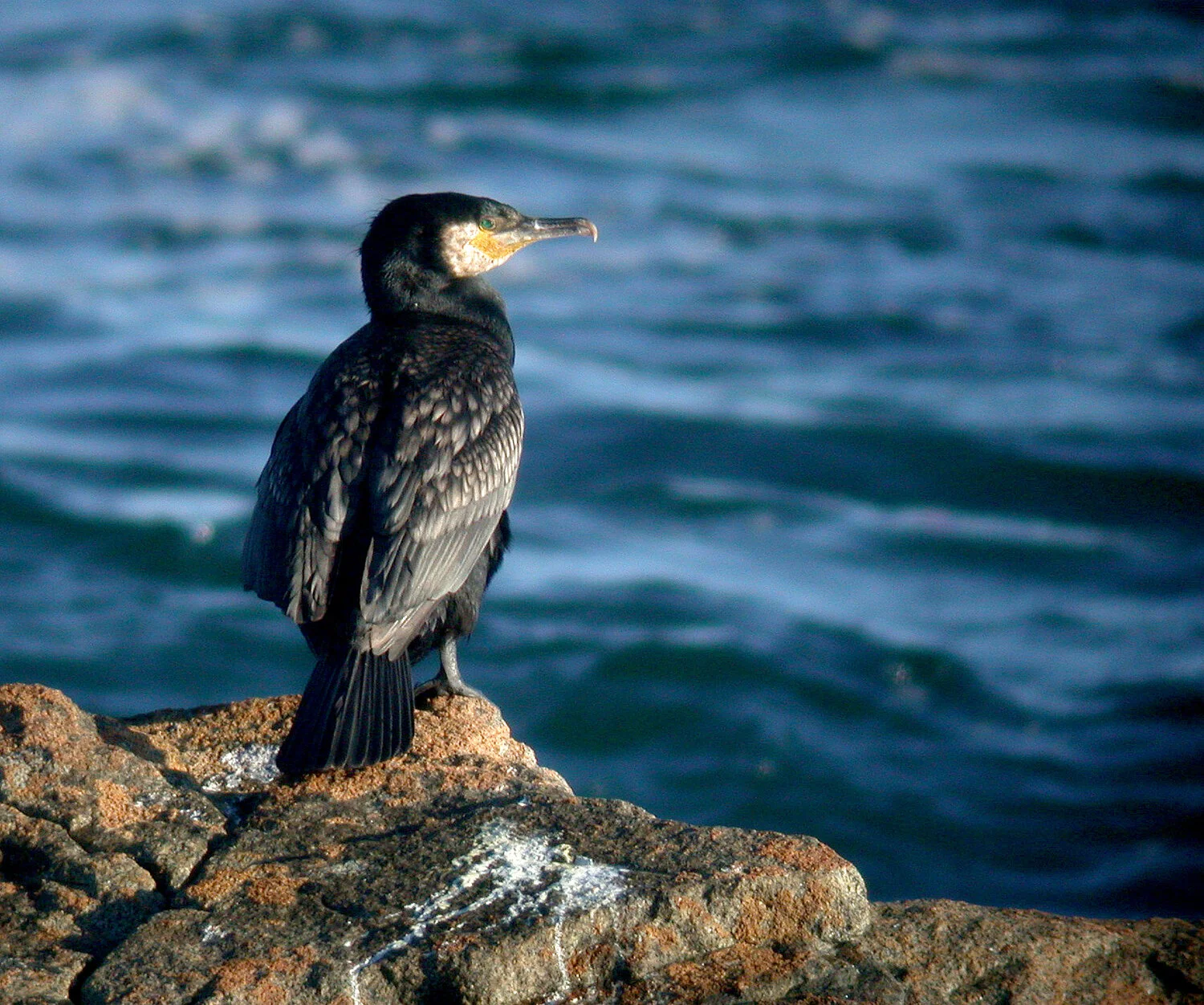 Cormorant Chouet 29Jul10.JPG