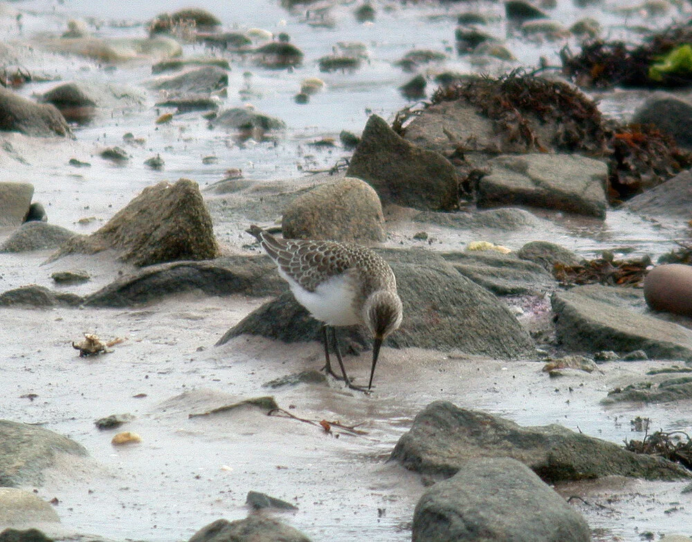 Curlew Sandpiper Pulias 20Sep10 a.JPG