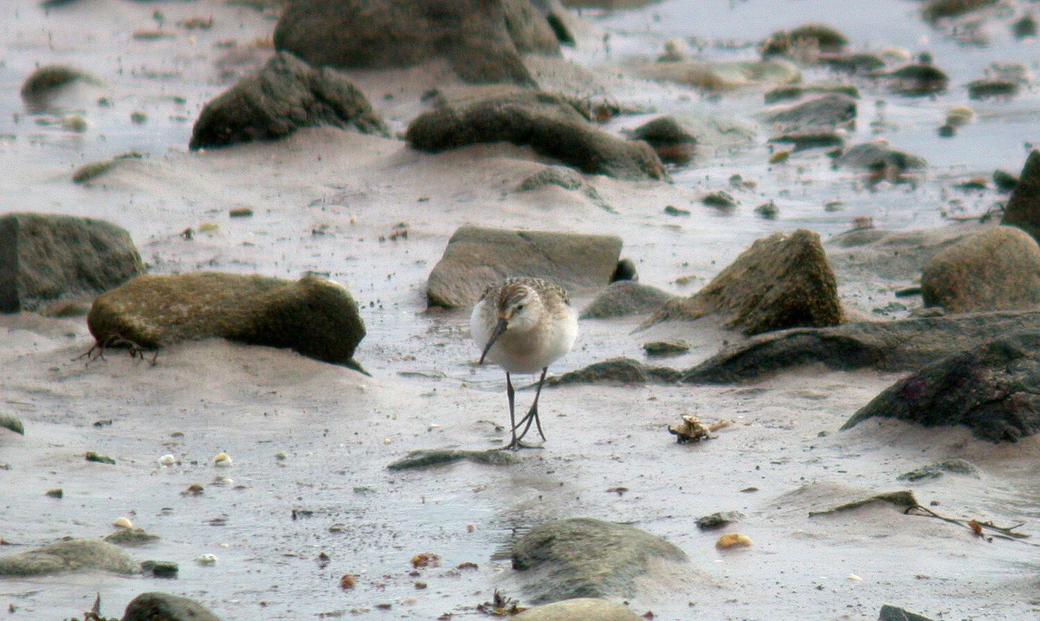 Curlew Sandpiper Pulias 20Sep10 b.JPG