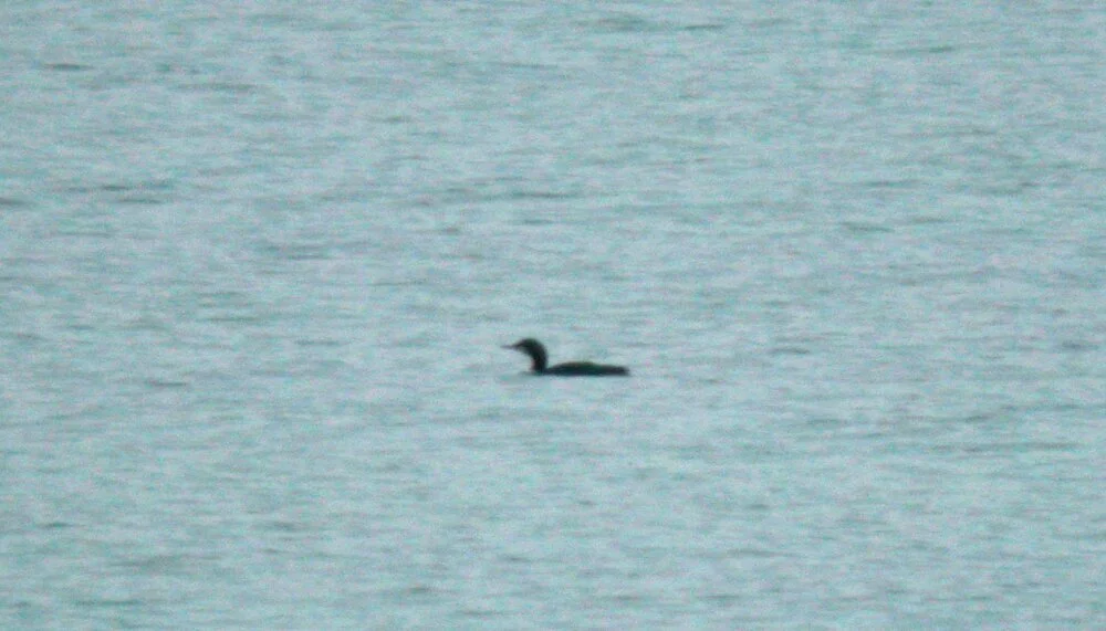 diver GHA 3Jan10 MPL.JPG