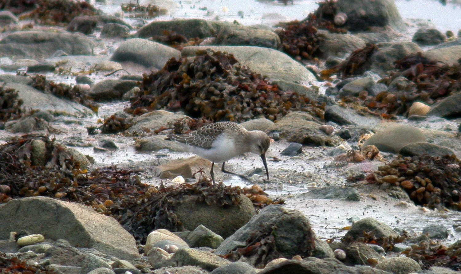 Curlew Sandpiper Pulias 20Sep10 d.JPG