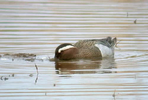 Garganey CM 6May10 c ps.jpg
