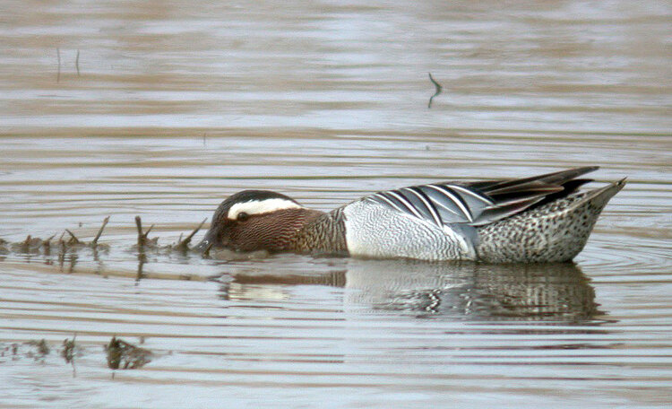 Garganey CM 6May10 d.JPG