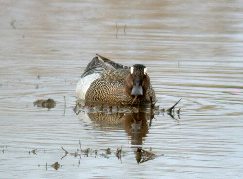 Garganey CM 6May10 e.JPG
