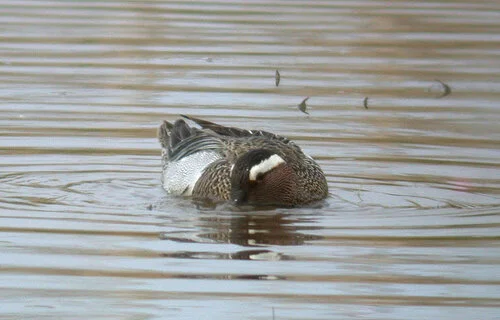 Garganey CM 6May10 f.JPG