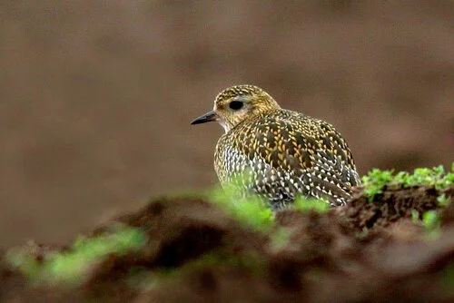Golden Plover Reservoir 2Feb10 c ps3.jpg