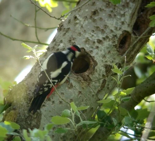 Great Spotted Woodpecker Talbot 21May10 a.JPG