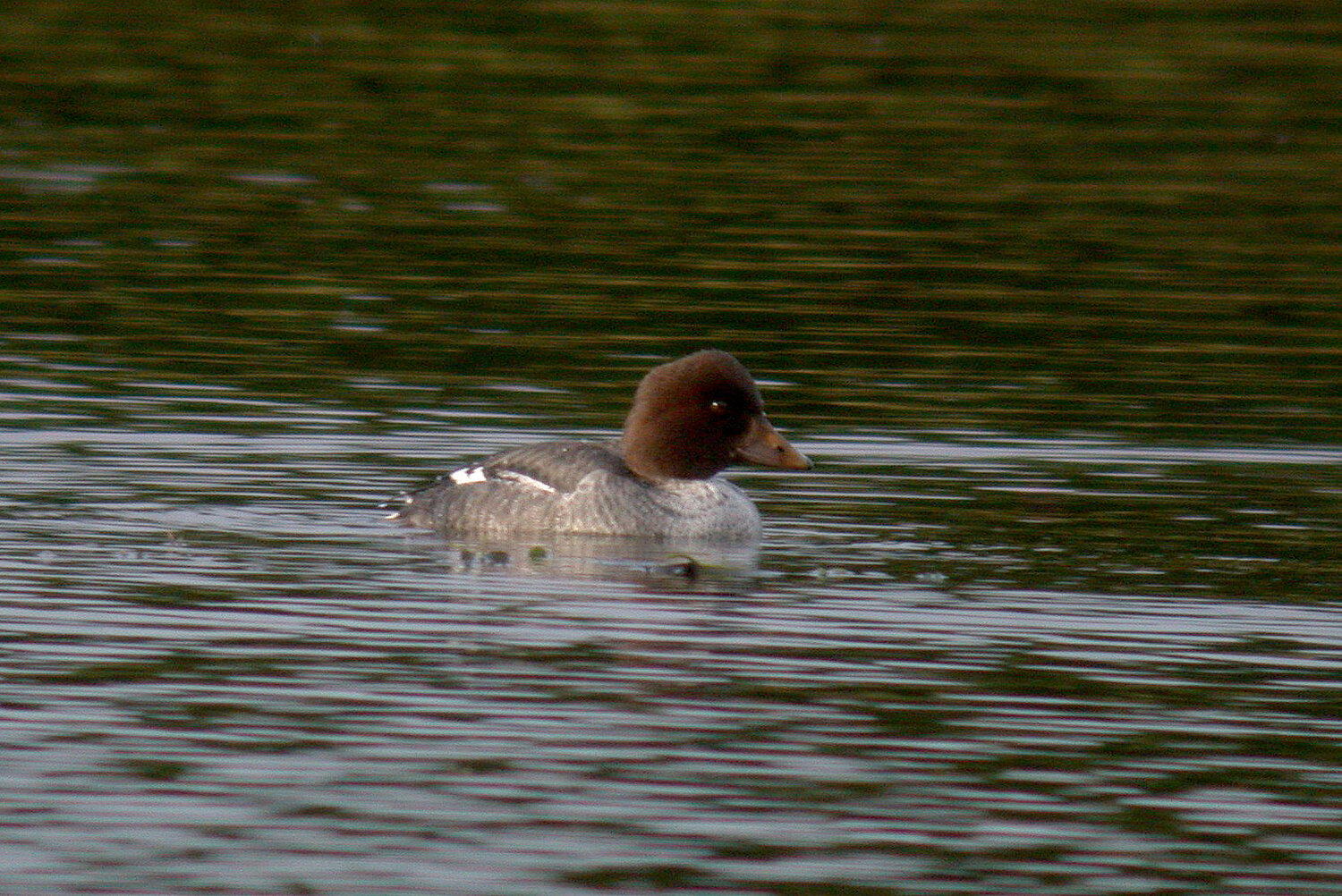 Goldeneye GMare 21Dec10 a.JPG
