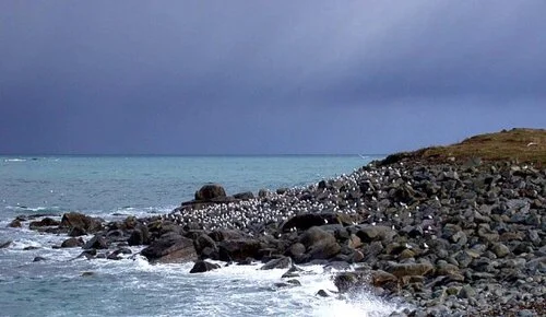 gulls%20at%20Chouet%2019Feb09.jpg