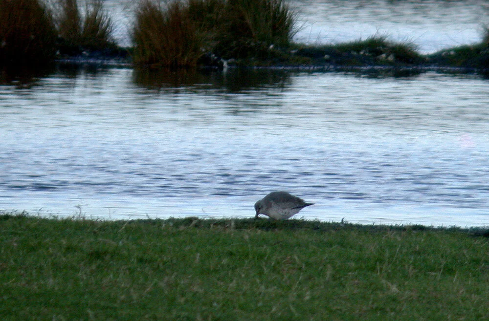 Knot OldAero 3Dec10 b.JPG