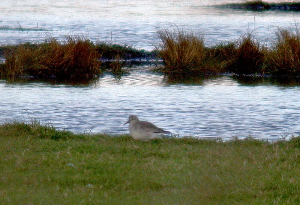 Knot OldAero 3Dec10 a.JPG