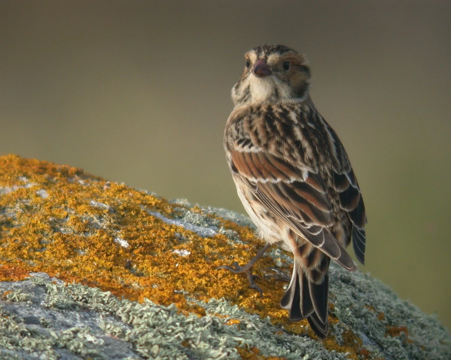 Lapland Bunting Pulias 13Sep10 a.JPG