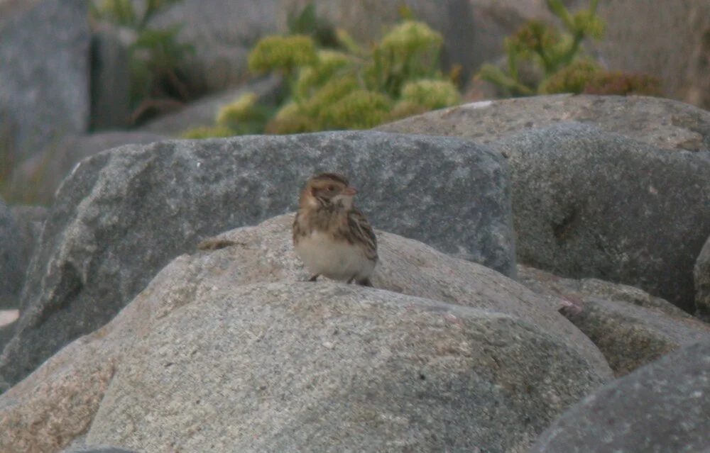 Lapland Bunting Pulias 13Sep10 x.JPG