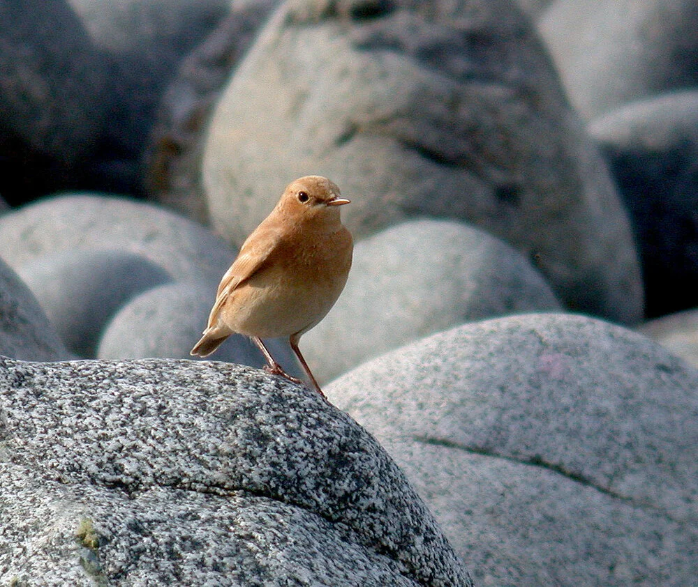 leucistic Wheatear Pulias 3Oct10 a.JPG