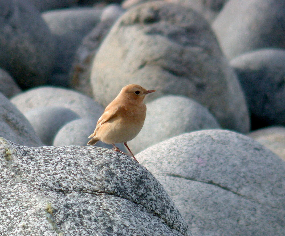 leucistic Wheatear Pulias 3Oct10 b.JPG